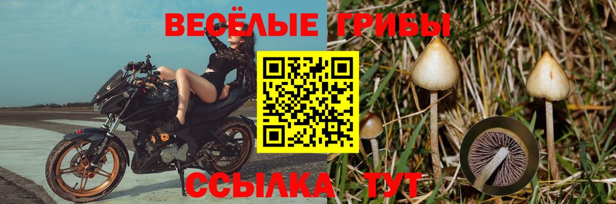 купить   Вход с VPN  Коммунар  Псилоцибиновые грибы MAGIC MUSHROOMS  Псилоцибиновые грибы Psilocybine cubensis 